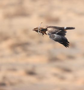 Steppe Eagle, 草原雕, Aquila nipalensis-gallery-