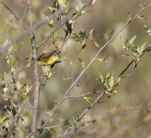 Bianchi’s Warbler, 比氏鹟莺, Phylloscopus valentini-gallery-