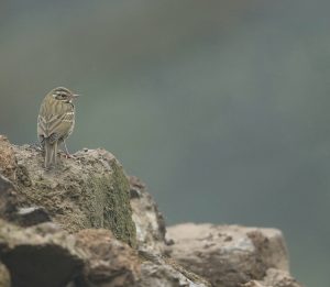 Olive-backed Pipit, 树鹨, Anthus hodgsoni-gallery-