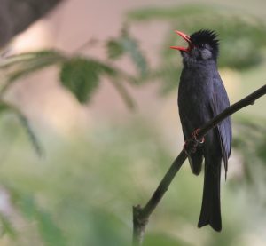 Black Bulbul, 黑短脚鹎, Hypsipetes leucocephalus-gallery-