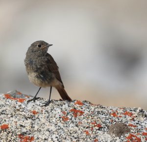 Black Redstart, 赭红尾鸲, Phoenicurus ochruros-gallery-