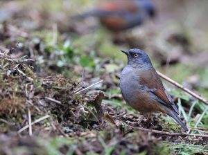 Maroon-backed Accentor, 栗背岩鹨, Prunella immaculata-gallery-