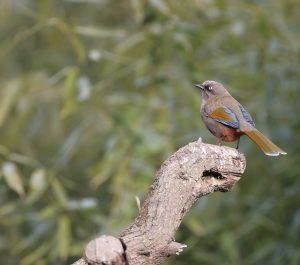 Elliot’s Laughingthrush, 橙翅噪鹛, Trochalopteron elliotii-gallery-