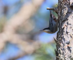 Giant Nuthatch, 巨䴓, Sitta magna-gallery-