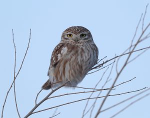 Little Owl, 纵纹腹小鸮, Athene noctua-gallery-