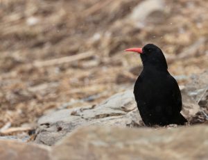 Red-billed Chough, 红嘴山鸦, Pyrrhocorax pyrrhocorax-gallery-