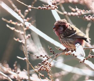 Long-tailed Rosefinch, 长尾雀, Carpodacus sibiricus-gallery-