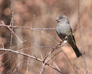 White-winged Grosbeak, 白斑翅拟蜡嘴雀, Mycerobas carnipes-gallery-