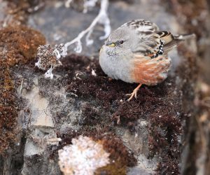 Alpine Accentor, 领岩鹨, Prunella collaris-gallery-