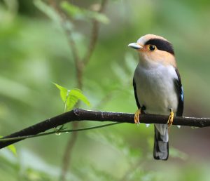 Silver-breasted Broadbilll, 银胸丝冠鸟, Serilophus lunatus-gallery-