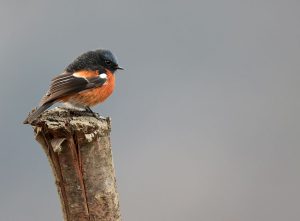 White-throated Redstart, 白喉红尾鸲, Phoenicurus schisticeps-gallery-