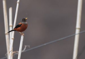 Chestnut Thrush, 灰头鸫, Turdus rubrocanus-gallery-