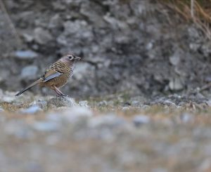 Barred Laughingthrush, 斑背噪鹛, Ianthocincla lunulata-gallery-