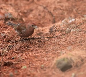 Blanford’s Rosefinch, 赤朱雀, Agraphospiza rubescens-gallery-