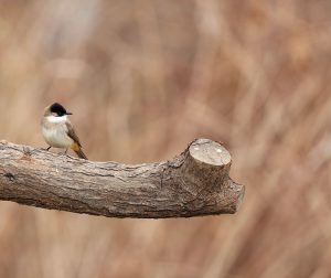 Brown-breasted Bulbul, 黄臀鹎, Pycnonotus xanthorrhous-gallery-