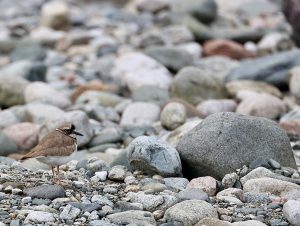 Long-billed Plover, 长嘴剑鸻, Charadrius placidus-gallery-