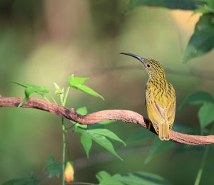 Streaked Spiderhunter, 纹背捕蛛鸟, Arachnothera magna-gallery-