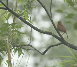 Chinese Hwamei, 画眉, Garrulax canorus-gallery-