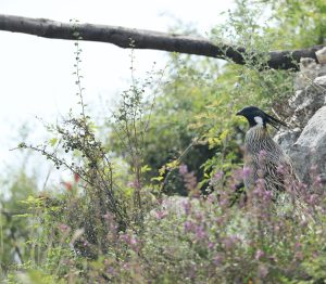 Koklass Pheasant, 勺鸡, Pucrasia macrolopha-gallery-