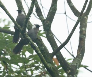 Grey Laughingthrush, 褐胸噪鹛, Garrulax maesi-gallery-