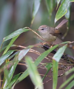 Yellow-bellied Bush Warbler, 黄腹树莺, Horornis acanthizoides-gallery-