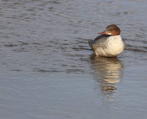 Common Merganser, 普通秋沙鸭, Mergus merganser-gallery-