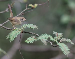 Aberrant Bush Warbler, 异色树莺, Horornis flavolivaceus-gallery-