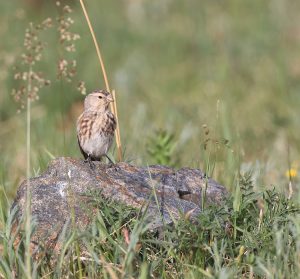 Twite, 黄嘴朱顶雀, Linaria flavirostris-gallery-