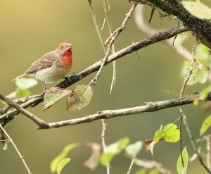 Crimson-browed Finch, 红眉松雀, Carpodacus subhimachalus-gallery-