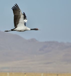 Black-necked Crane, 黑颈鹤, Grus nigricollis-gallery-