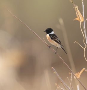 Siberian Stonechat, 黑喉石䳭, Saxicola maurus-gallery-