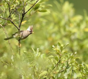 White-collared Yuhina, 白领凤鹛, Yuhina diademata-gallery-