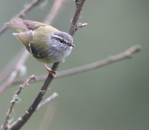 Ashy-throated Warbler, 灰喉柳莺, Phylloscopus maculipennis-gallery-