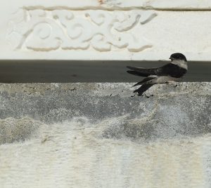 Asian House Martin, 烟腹毛脚燕, Delichon dasypus-gallery-