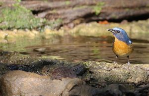 Chinese Blue Flycatcher, 中国蓝仙鹟, Cyornis glaucicomans-gallery-