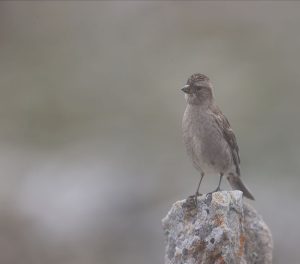 Plain Mountain Finch, 林岭雀, Leucosticte nemoricola-gallery-