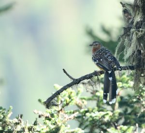 Giant Laughingthrush, 大噪鹛, Ianthocincla maxima-gallery-