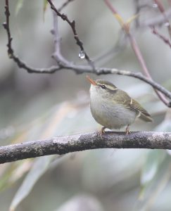 Claudia’s Leaf Warbler, 冠纹柳莺, Phylloscopus claudiae-gallery-