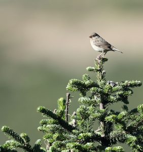 Rock Sparrow, 石雀, Petronia petronia-gallery-