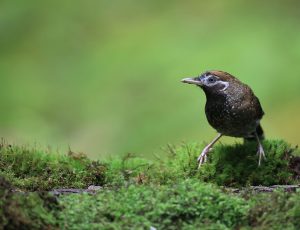 White-speckled Laughingthrush, 白点噪鹛, Ianthocincla bieti-gallery-