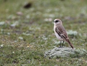 White-rumped Snowfinch, 白腰雪雀, Onychostruthus taczanowskii-gallery-