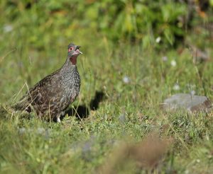 Verreaux’s Monal-Partridge, 雉鹑, Tetraophasis obscurus-gallery-