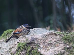 Spotted Laughinghthrush, 眼纹噪鹛, Ianthocincla ocellata-gallery-