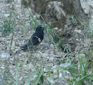 White-winged Grosbeak, 白斑翅拟蜡嘴雀, Mycerobas carnipes-gallery-