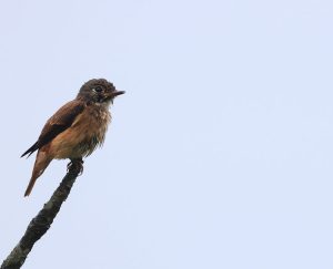 Ferruginous Flycatcher, 棕尾褐鹟, Muscicapa ferruginea-gallery-