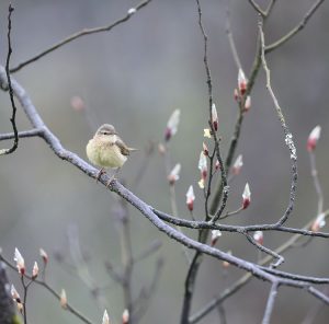 Buff-throated Warbler, 棕腹柳莺, Phylloscopus subaffinis-gallery-