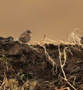 Robin Accentor, 鸲岩鹨, Prunella rubeculoides-gallery-