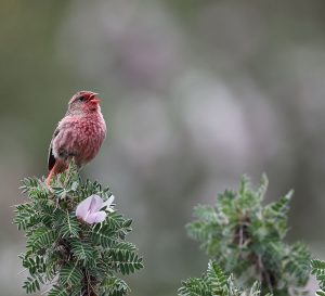 Przevalski’s Finch, 朱鹀, Urocynchramus pylzowi-gallery-