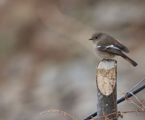 White-throated Redstart, 白喉红尾鸲, Phoenicurus schisticeps-gallery-