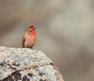 Common Rosefinch, 普通朱雀, Carpodacus erythrinus-gallery-